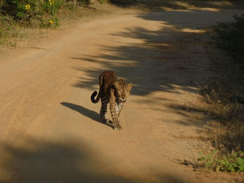 Yala Safari Tour from Hambantota Port area (Shore Excursion) - The animals you might see
