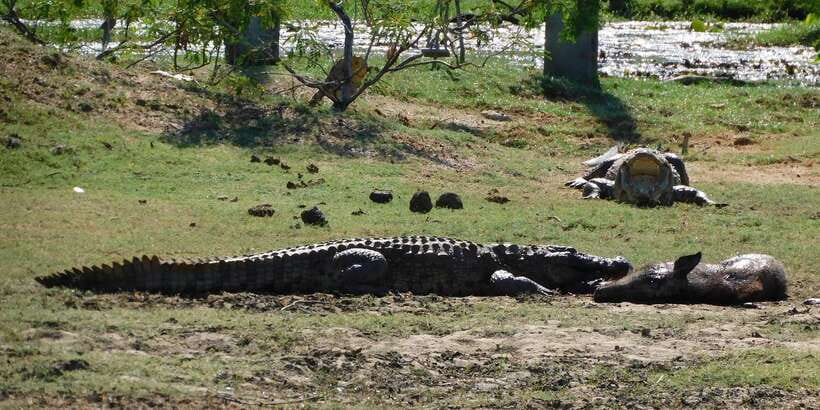 Yala Safari Tour from Hambantota Port area (Shore Excursion) - The noon to 2 pm park closure