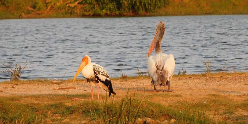 Yala Safari Tour from Hambantota Port area (Shore Excursion) - Photography and patience on the trail