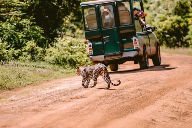 Yala Safari Tour from Hambantota Port by Ajith Safaris - Why this is a smart cruise-day choice