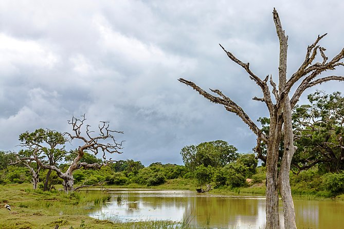 Yala Safari Tour from Hambantota Port by Ajith Safaris - A second Yala route for fresh animal activity