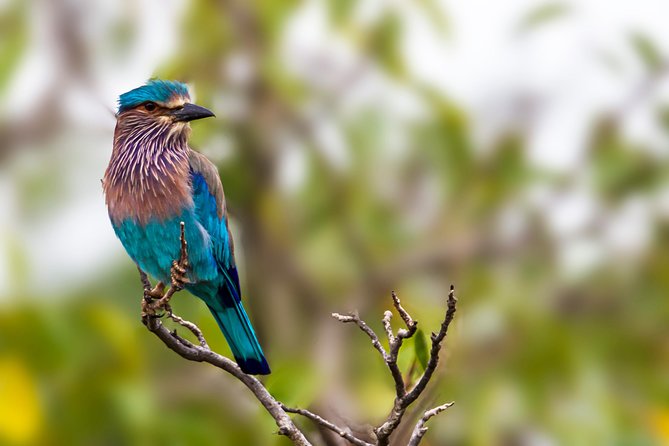 Yala Safari Tour from Hambantota Port by Ajith Safaris - The return to Hambantota Port