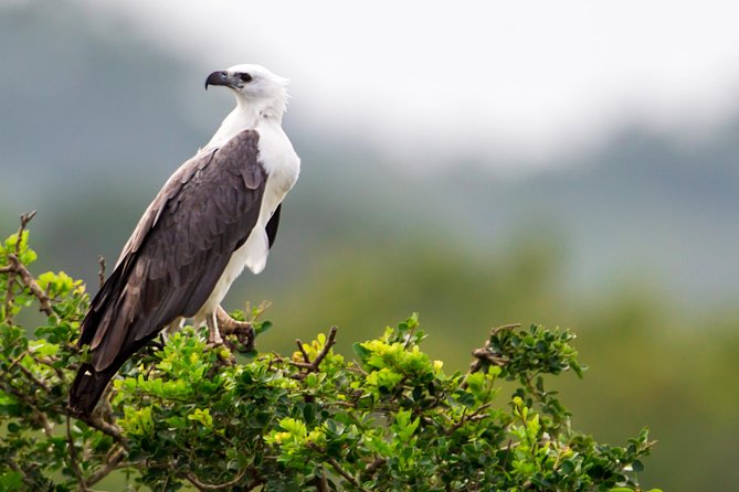 Yala Safari Tour from Hambantota Port by Ajith Safaris - What the $50 price really covers