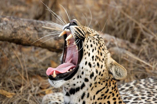 Yala Safari Tour from Hambantota Port (Shore Excursion) - Key points to know before you book
