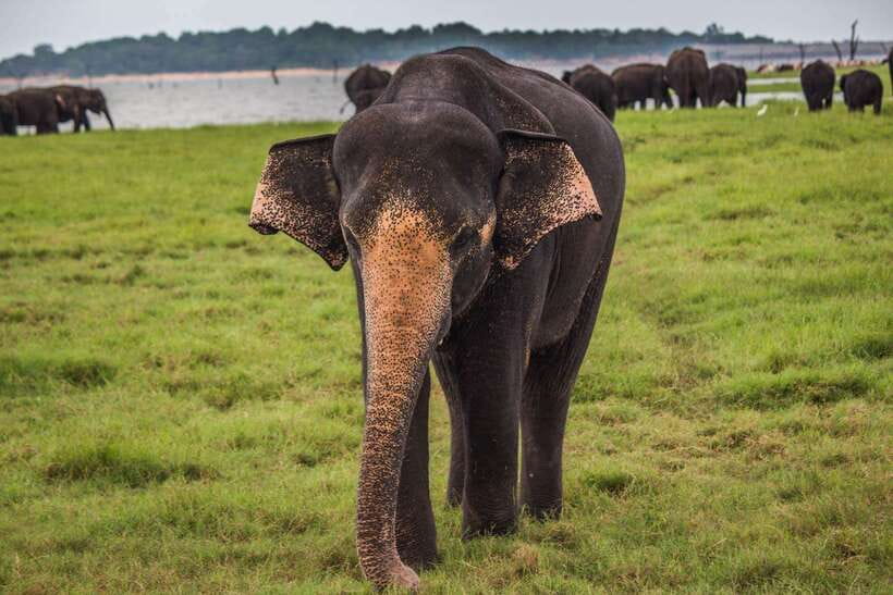 YALA SAFARI TOUR from TANGALLE/HIRIKETIYA/MIRISSA/GALLE - Key points at a glance