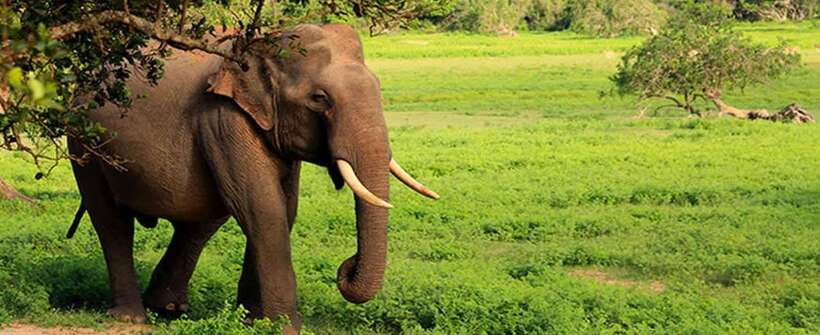 YALA SAFARI TOUR from TANGALLE/HIRIKETIYA/MIRISSA/GALLE - The real cost: about $83 to $86 per person