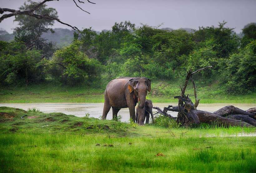 YALA SAFARI TOUR from TANGALLE/HIRIKETIYA/MIRISSA/GALLE - Booking details and a practical final check