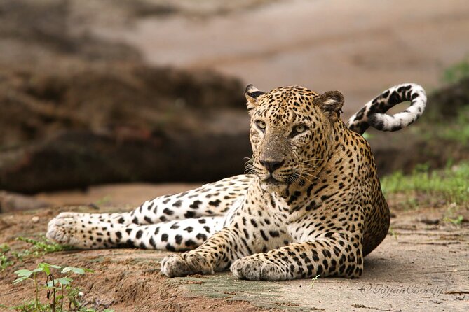 Yala safari Tours Morning /Afternoon /Fullday - Key points to know before booking
