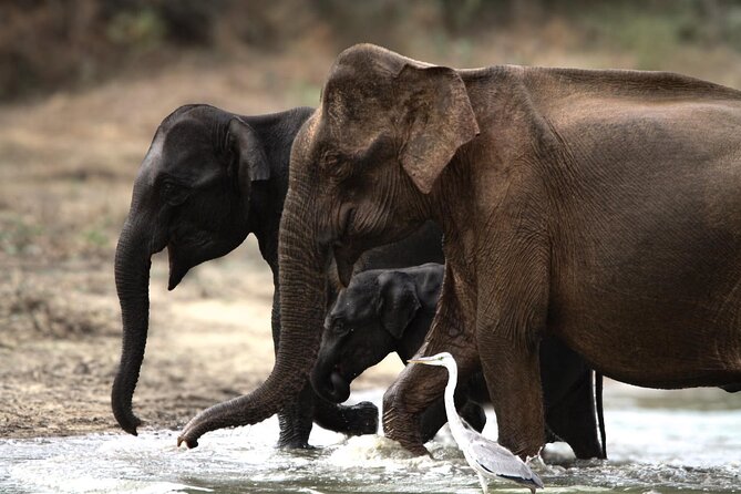 Yala safari Tours Morning /Afternoon /Fullday - Why an early start matters at Yala