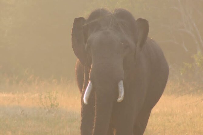 Yala safari Tours Morning /Afternoon /Fullday - Driver quality can shape the whole day