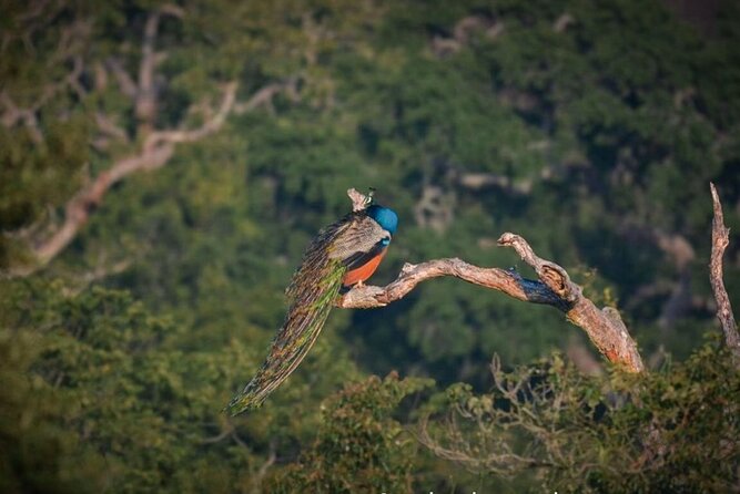 Yala safari Tours Morning /Afternoon /Fullday - Transfers from the Yala area