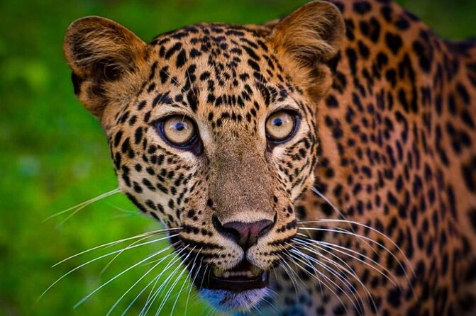 Yala safari Tours Morning /Afternoon /Fullday - Who will get the most from this safari