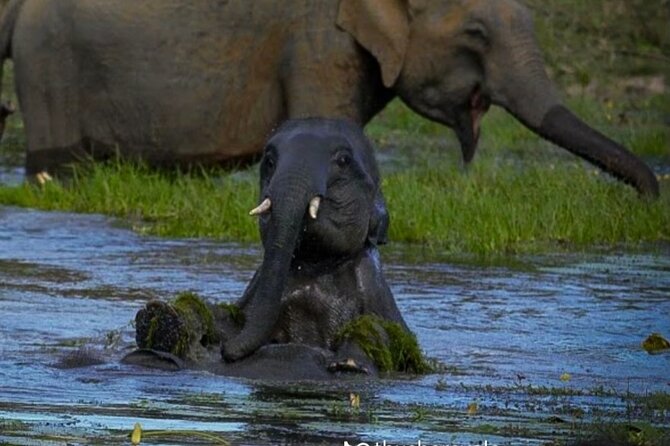 Yala safari Tours Morning /Afternoon /Fullday - Practical booking advice and cancellation terms
