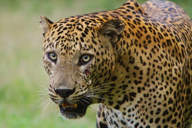 Yala safari Tours Morning /Afternoon /Fullday - Choosing morning, afternoon, or full day